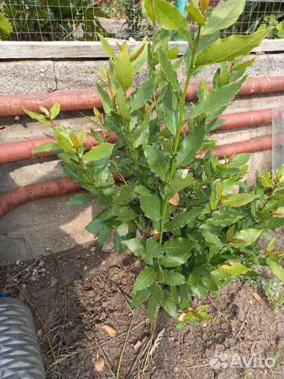 Лавровый лист