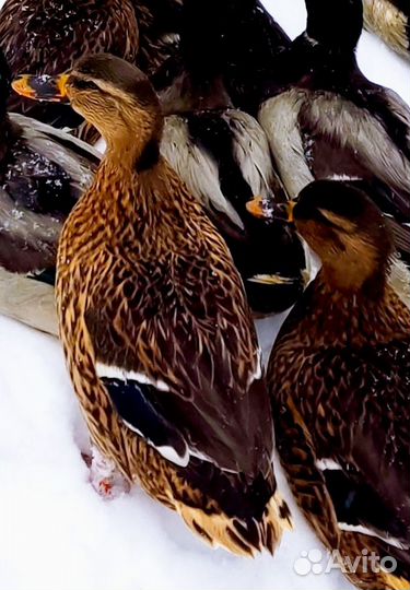 Утки подсадные для охоты сертифицированы