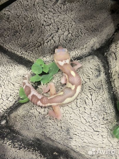 Геккон эублефар