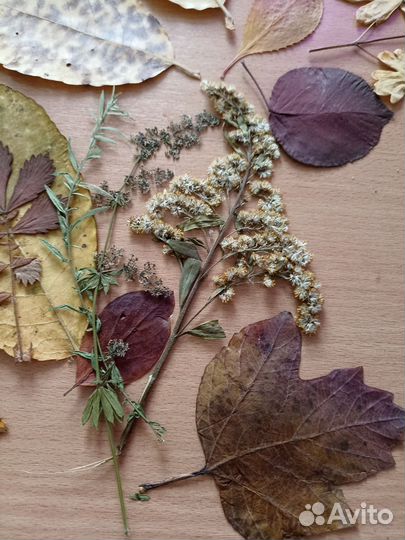 Гербарий, листья и травы для поделок