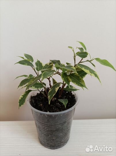 Фикус бенджамина пестролистный Кинки