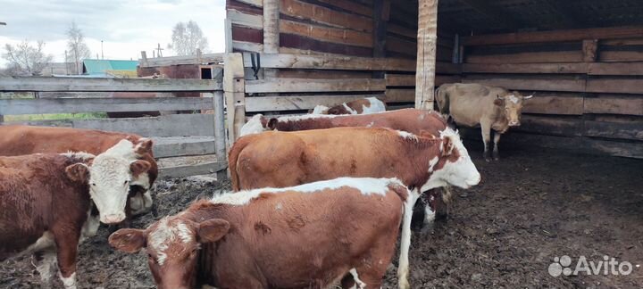 Бычки, тëлочки, коровы