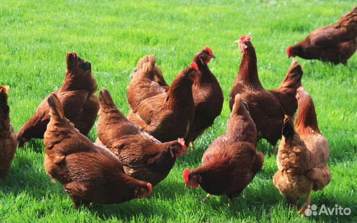 Куры несушки с доставкой