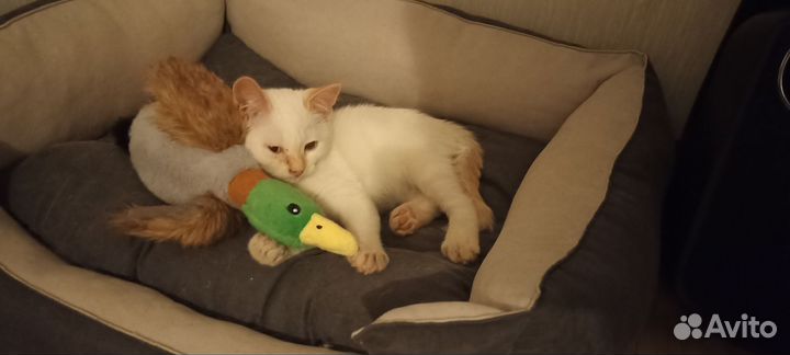 Кошечка в добрые руки