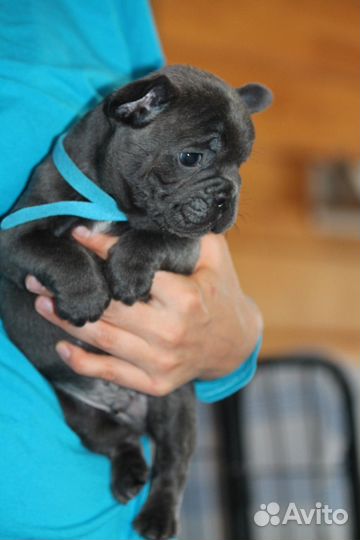 Француз в голубом окрасе