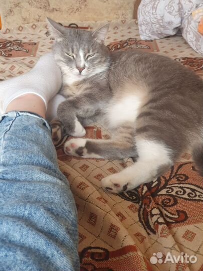 Кот в добрые руки