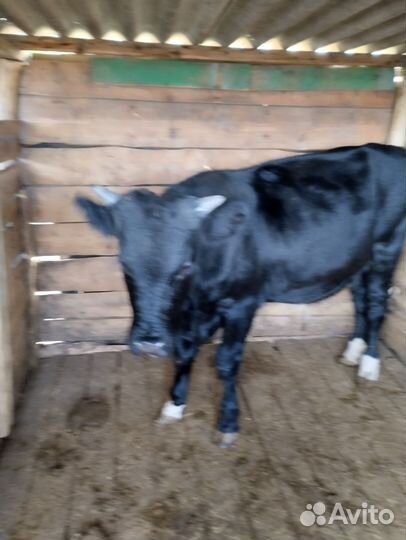 Продам бычка