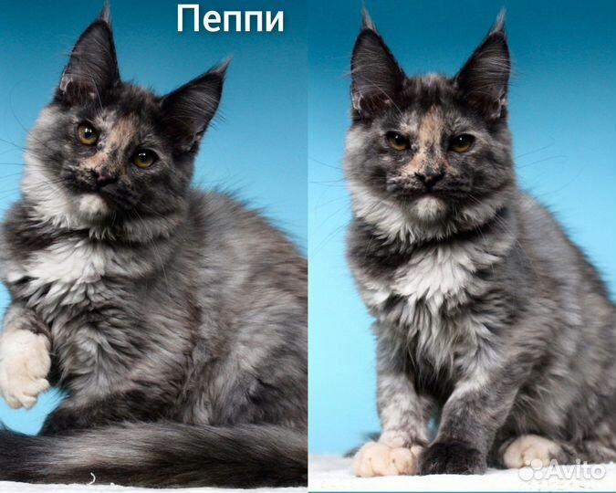Котята мейн кун