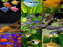 Аквариумные рыбки в ассортименте, растения