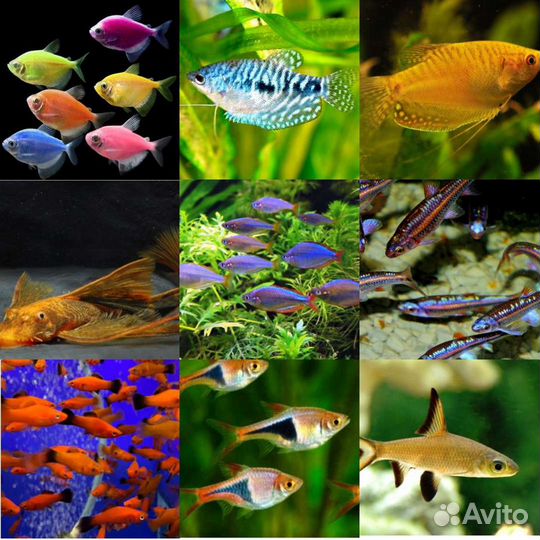 Аквариумные рыбки в ассортименте, растения