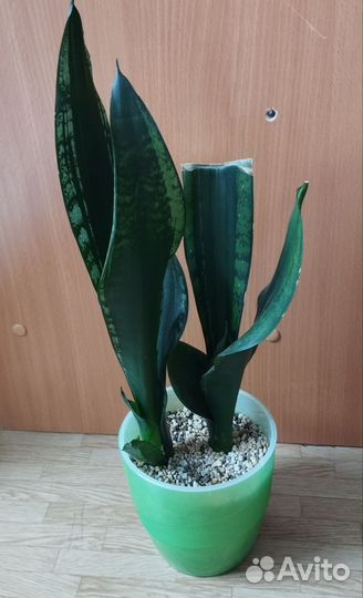 Хойя. Сансиверия