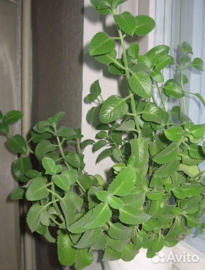 Цветы Мята плектрантус