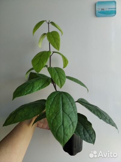 Клародендрум