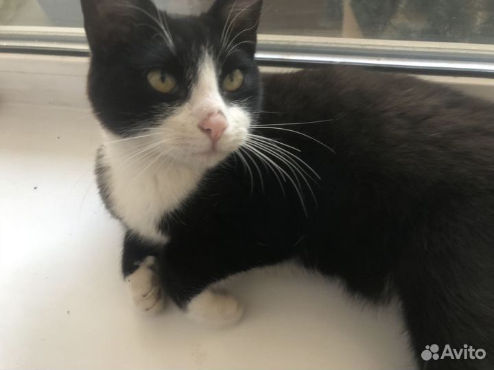 Котик бесплатно 6 месяцев