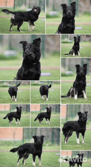 Жужа собачка