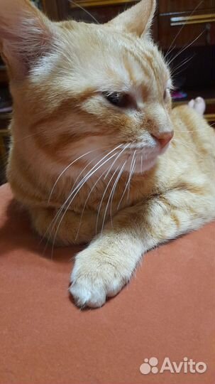Отдам кота в добрые руки бесплатно