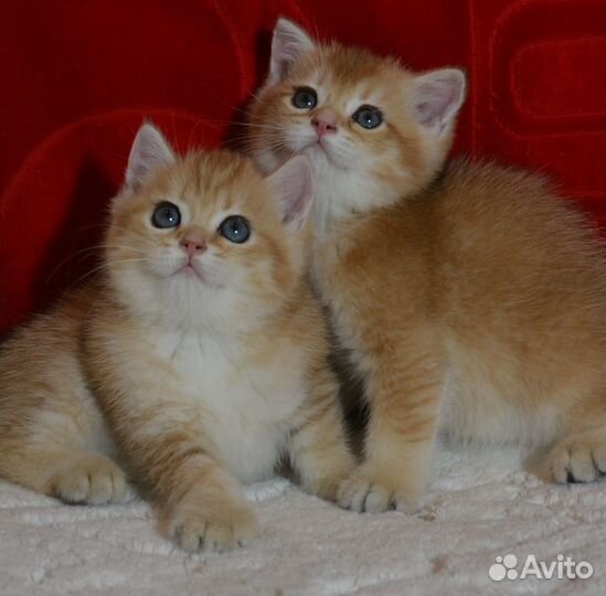 Золотые британцы