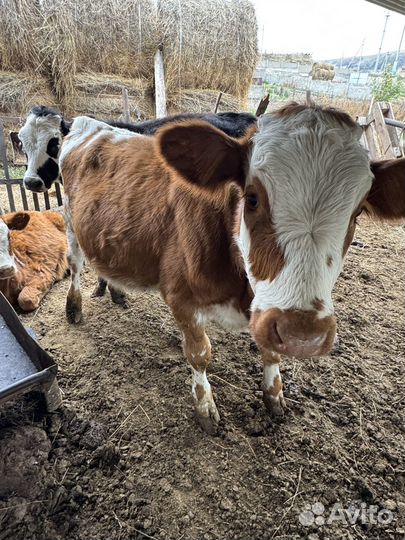 Телочки и бычки