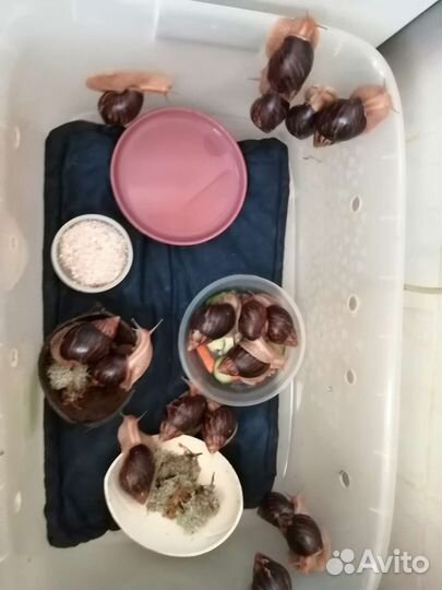 Улитки ахатины иммакулята