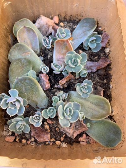 Эхиверии 2 часть
