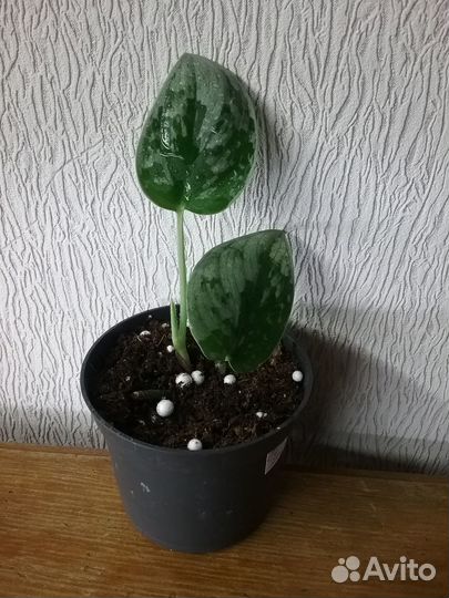 Сциндапсусы Эпипремнумы