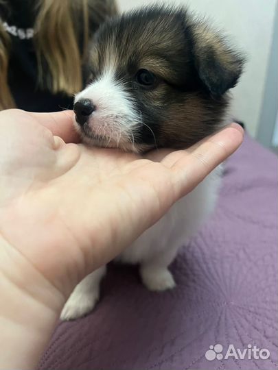 Девочка вельш корги пемброк