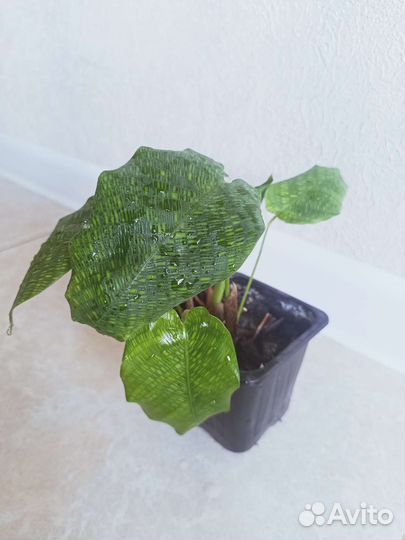 Распродажа излишков