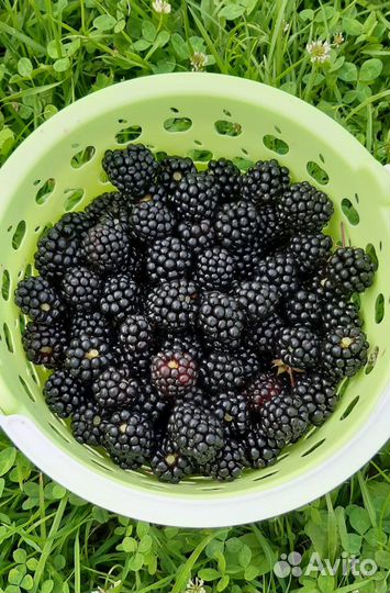 Саженцы ежевики (бесшипной)