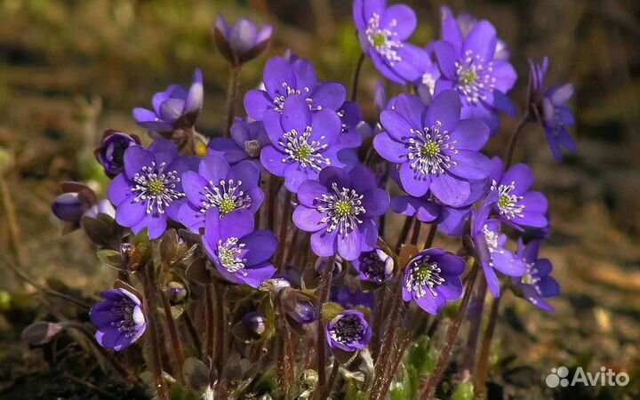 Печеночница