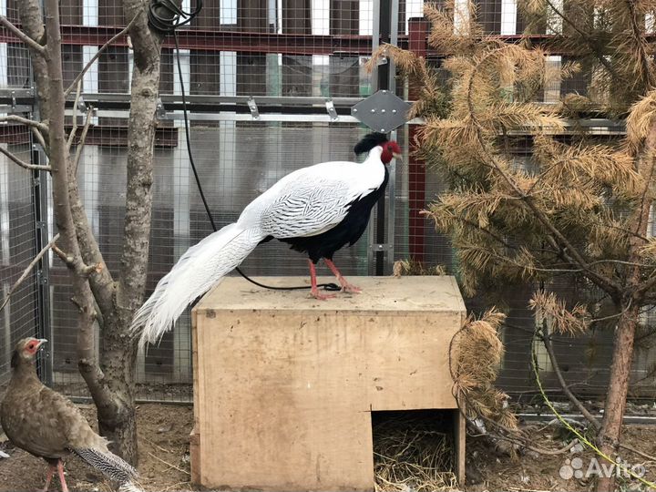 Фазаны серебряные,золотые,румынские,лимоные,охотн