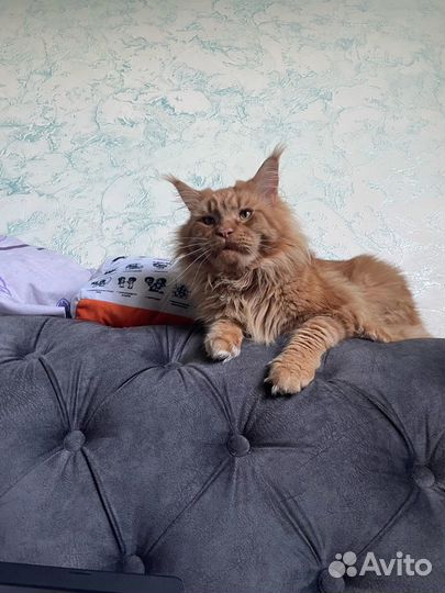 Кот мейн-кун вязка