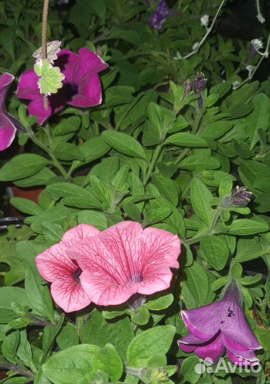 Черенок ампельной питуньи