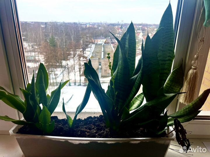 Сансевиерия тещин язык