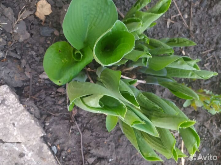 Хоста цветы разные
