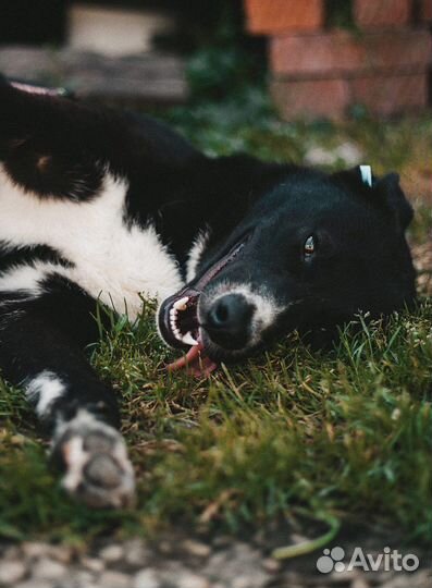 Собака в добрые руки отдам бесплатно