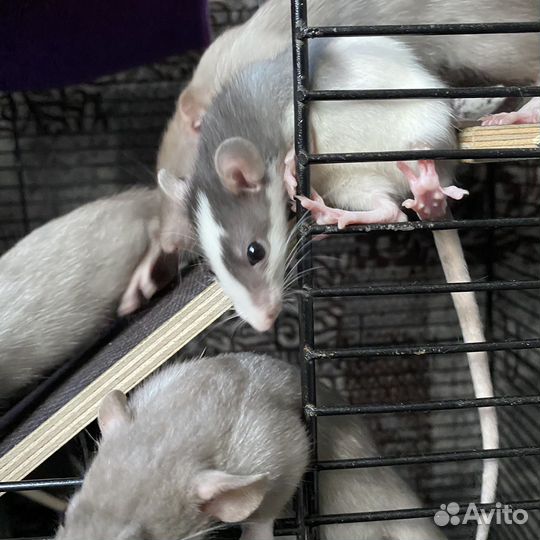 Крысята дамбо