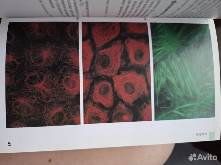 Цветной атлас по цитологии, гистологии