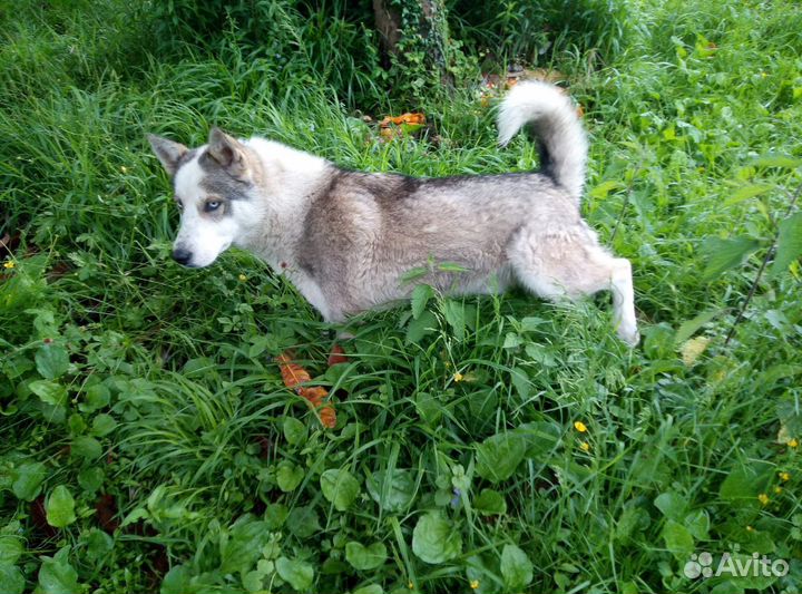 Отдам Хаски