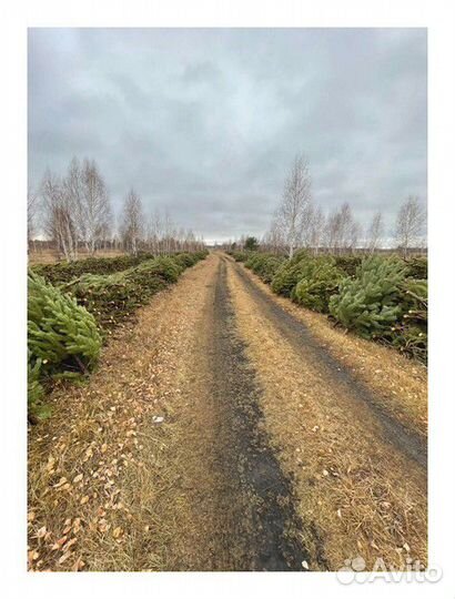 Сосна Новогодняя