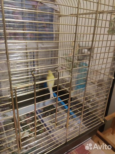 Канарейки овсяночного напева