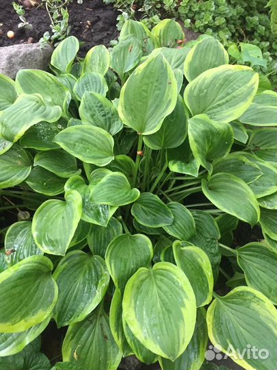 Хоста растение