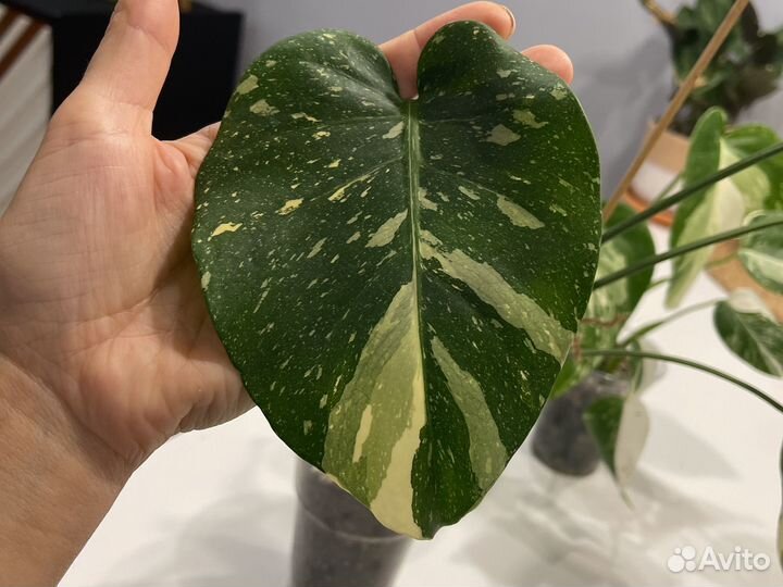 Монстера Тайское созвездие