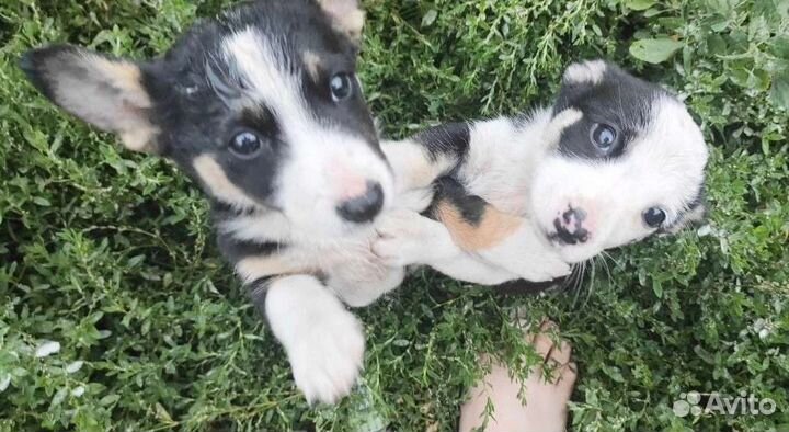 Щеночки от небольшой собачки