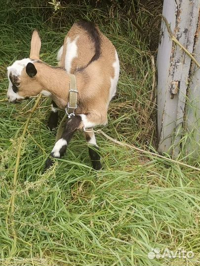 Продаётся козлик