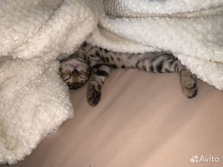 Бенгальские котята