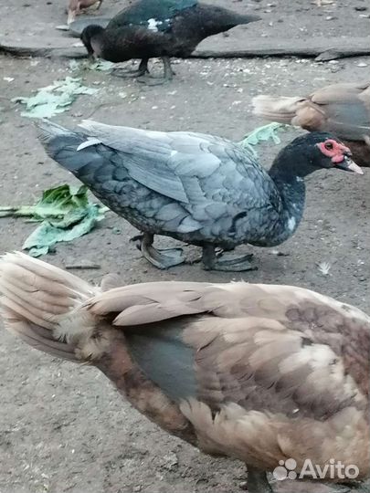 Мускусные утки