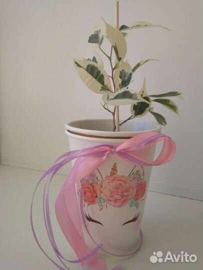 Фикус Бенджамина