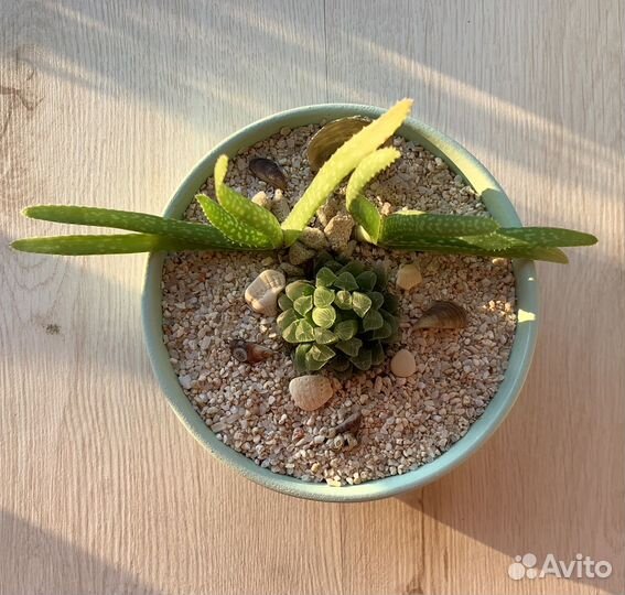 Композиция из суккулентов. Кораллы