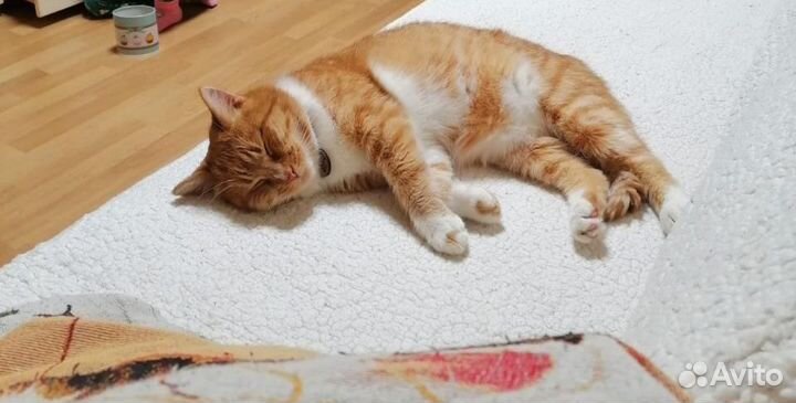 Котик в добрые руки