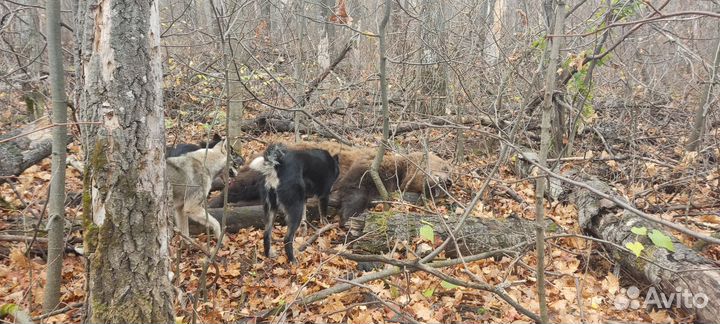 Собаки щенки